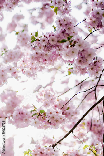 sakura cherry blossom