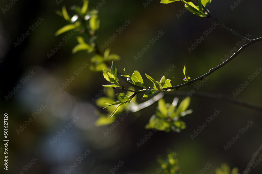 Zielone liście wierzba Hakuro wiosna bokeh rozmyte tło - obrazy, fototapety, plakaty 