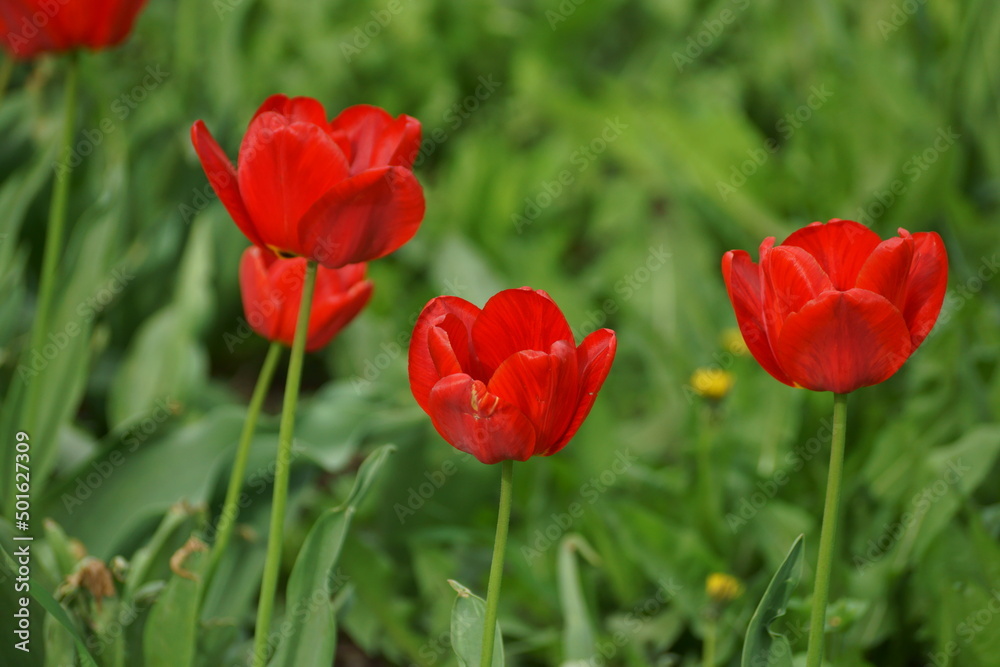 red tulips red tulips