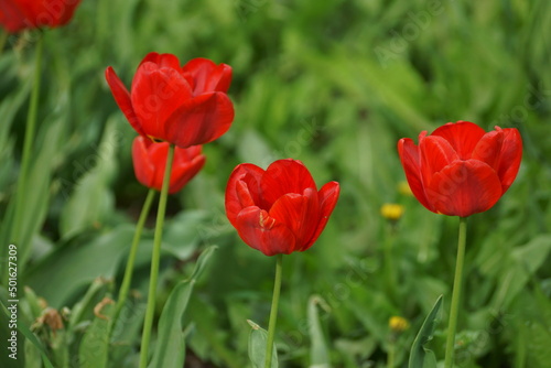 red tulips © kia