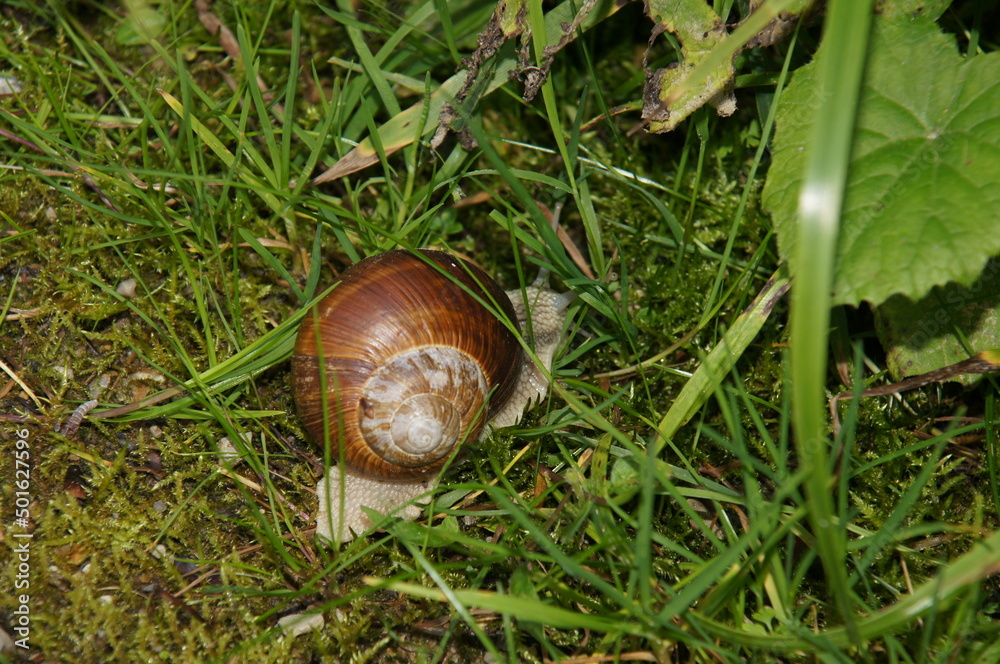 Die Schnecke Die Schnecke
