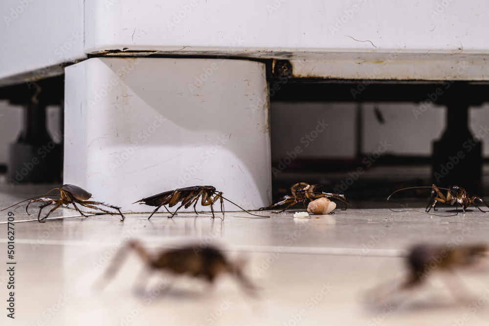 cockroach infestation walking and crawling on dirty kitchen floor ...