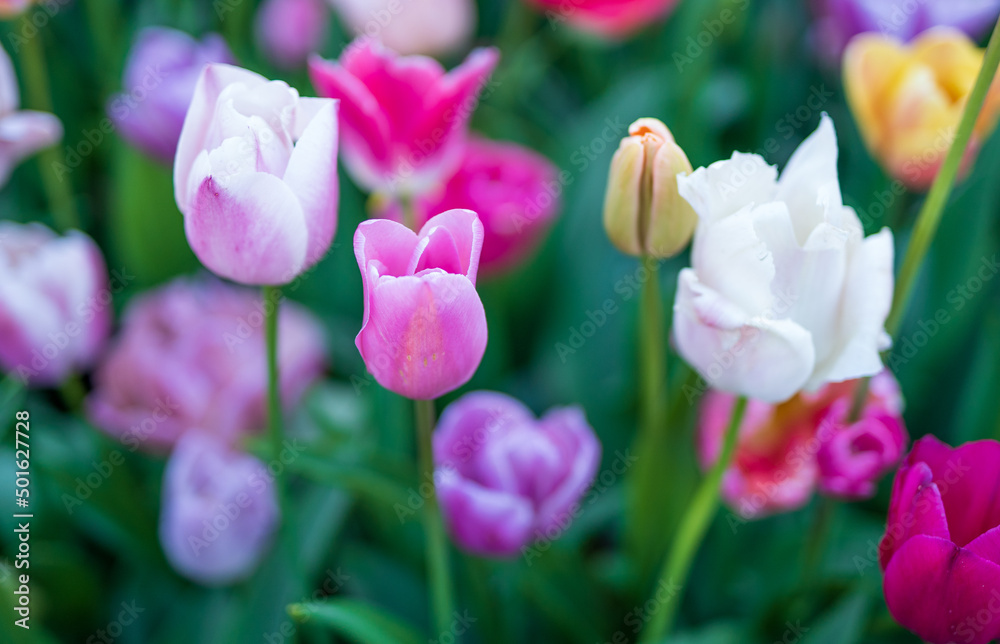 Kolorowe tulipany, wiosenne kwiaty w rozkwicie. - obrazy, fototapety, plakaty 