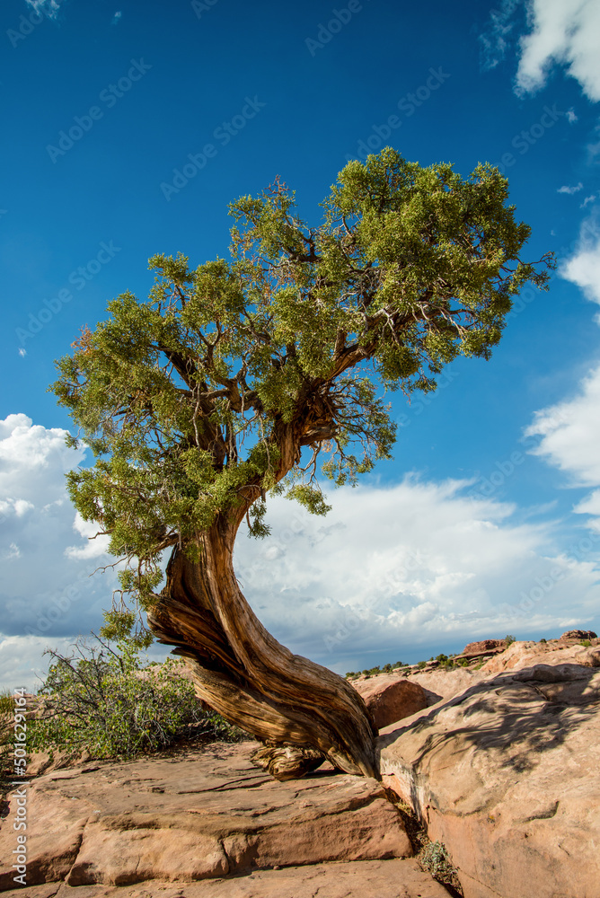 Dead juniper tree, Dead Horse Point State Park, Utah Dead juniper tree, Dead Horse Point State Park, Utah