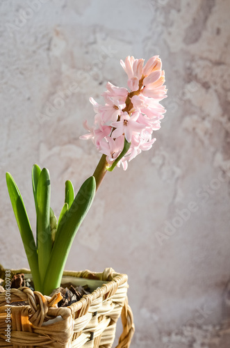 Pink hyacinth flower in a wicker basket on an abstract background. Spring flowers.