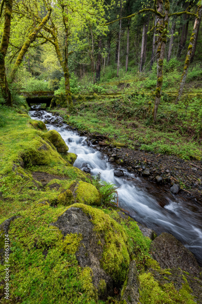 Creek flowing through enchanted lush green spring forest in Oregon's beautiful Columbia River Gorge Creek flowing through enchanted lush green spring forest in Oregon's beautiful Columbia River Gorge