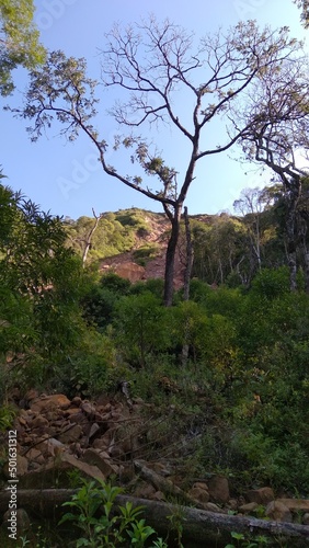 Tree with some dry branches with blue sky in the background