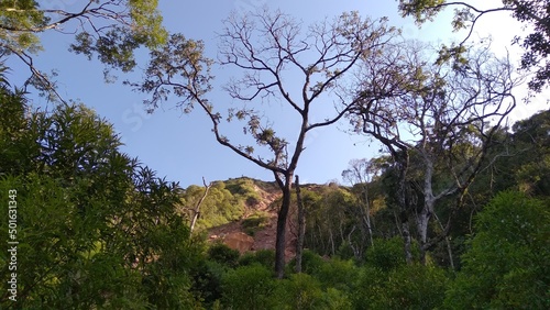 Tree with some dry branches with blue sky in the background