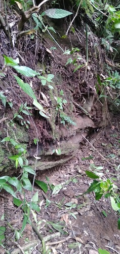 Dry walnut tree buried by a landslide near Amboro Park in Bolivia.
