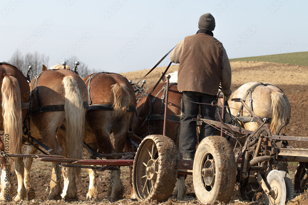 Obraz premium Amish Farmer Plowing a Field with His Horses in the Spring | Holmes County, Ohio