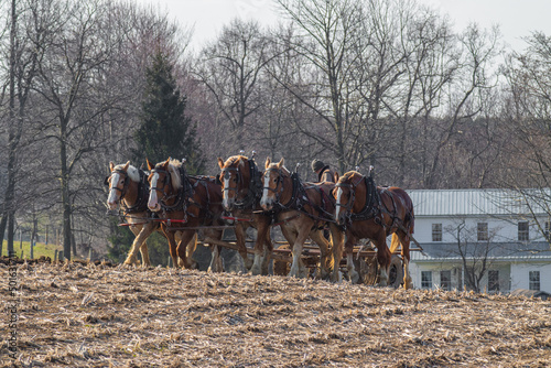 Amish Farmer Plowing a Field with His Horses in the Spring | Holmes County, Ohio