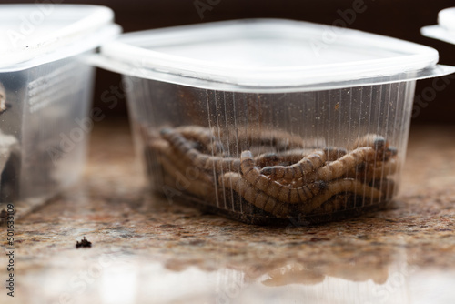Wood-eaters, reptile feed insects in plastic containers with openings for air. Large wood-eaters from a pet store packed in boxes. photo
