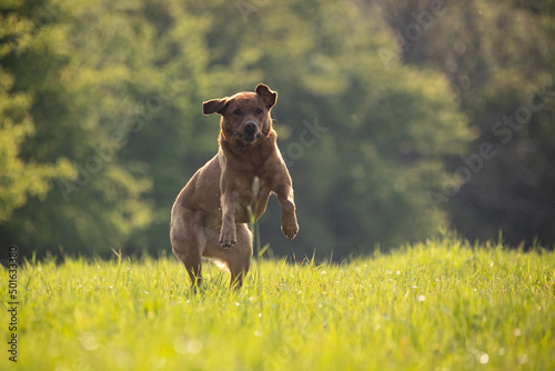 Labrador springt auf der Wiese