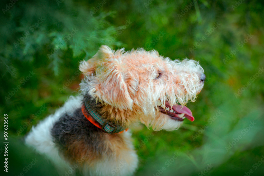 cute, thoroughbred fox terrier dog, sitting in the park on a green background of trees