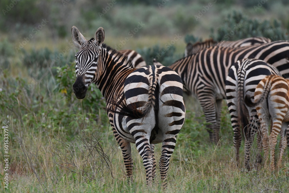 Fototapeta premium Zebra in Afrika