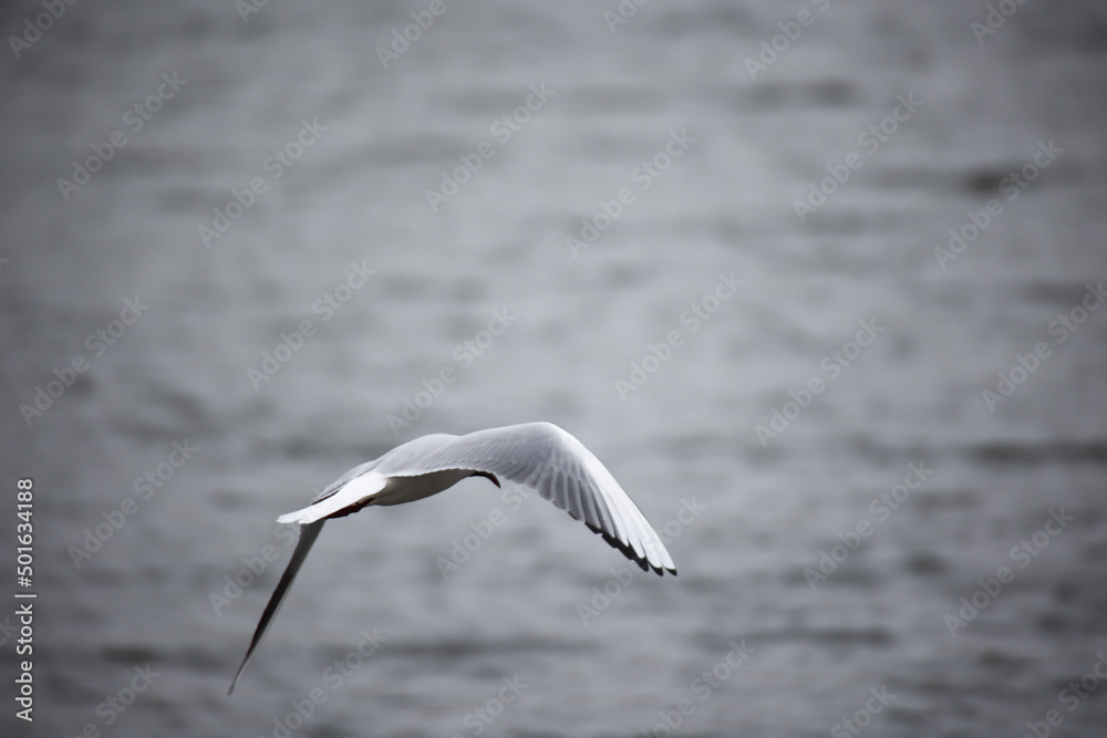 Eine Lachmöwe, Möwe, aufgenommen im Flug. Eine Lachmöwe, Möwe, aufgenommen im Flug.