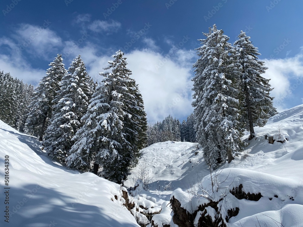 Fototapeta premium Picturesque canopies of alpine trees in a typical winter atmosphere after the spring snowfall over the Obertoggenburg alpine valley and in the Swiss Alps - Nesslau, Switzerland (Schweiz)