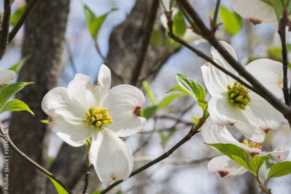 Obraz premium Ha Ha Tonka state park and natural bridge