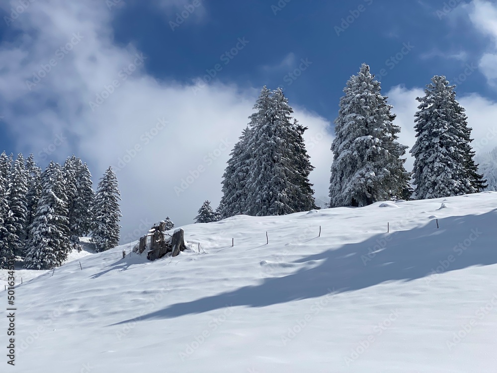 Obraz premium Picturesque canopies of alpine trees in a typical winter atmosphere after the spring snowfall over the Obertoggenburg alpine valley and in the Swiss Alps - Nesslau, Switzerland (Schweiz)