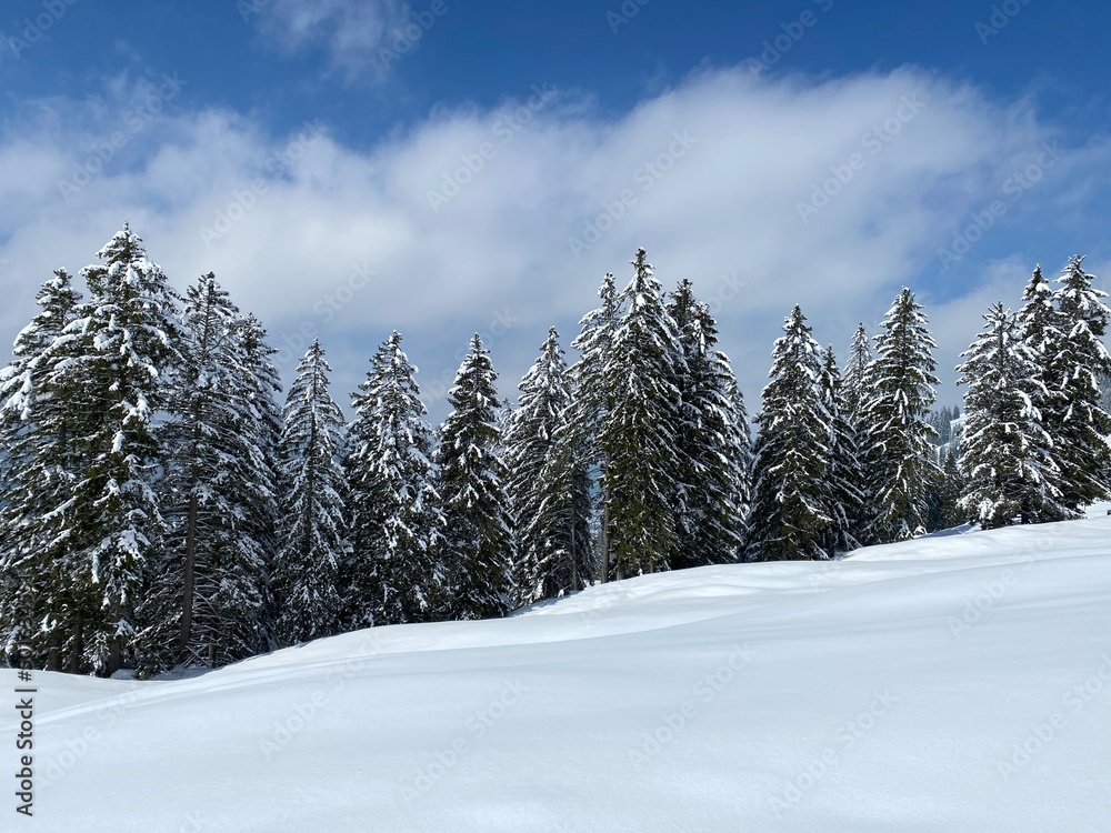 Picturesque canopies of alpine trees in a typical winter atmosphere after the spring snowfall over the Obertoggenburg alpine valley and in the Swiss Alps - Nesslau, Switzerland (Schweiz)