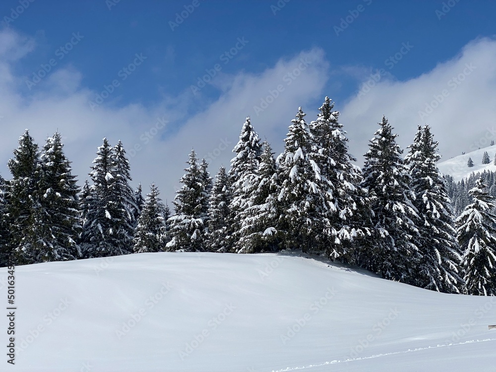 Picturesque canopies of alpine trees in a typical winter atmosphere after the spring snowfall over the Obertoggenburg alpine valley and in the Swiss Alps - Nesslau, Switzerland (Schweiz) Picturesque canopies of alpine trees in a typical winter atmosphere after the spring snowfall over the Obertoggenburg alpine valley and in the Swiss Alps - Nesslau, Switzerland (Schweiz)