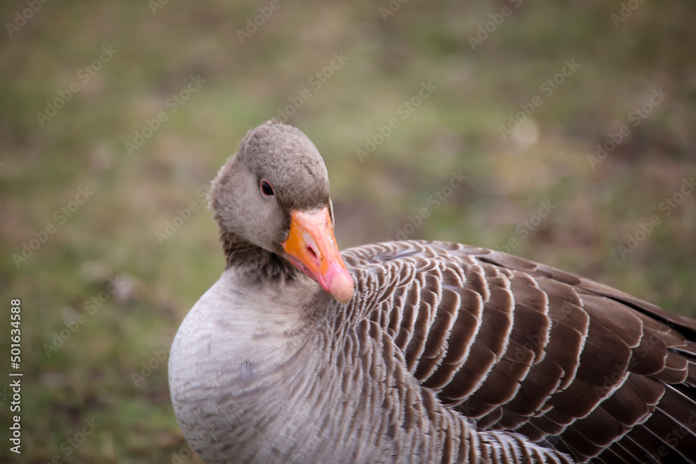 Eine Graugans auf einer Grünfläche neben einem See. Eine Graugans auf einer Grünfläche neben einem See.