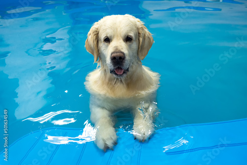 Schilderij op canvas golden retriever dog training in the swimming pool