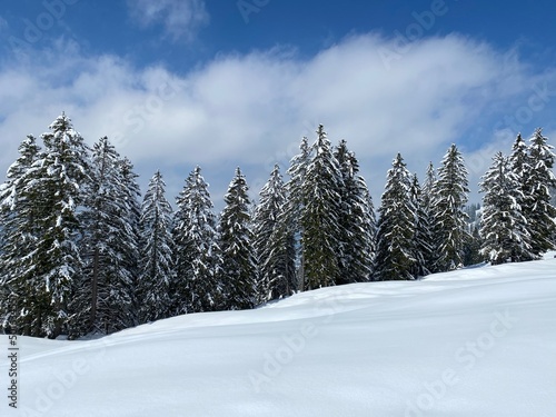 Picturesque canopies of alpine trees in a typical winter atmosphere after the spring snowfall over the Obertoggenburg alpine valley and in the Swiss Alps - Nesslau, Switzerland (Schweiz) © Mario