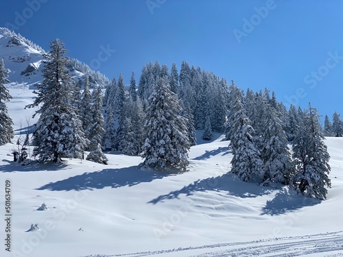 Picturesque canopies of alpine trees in a typical winter atmosphere after the spring snowfall over the Obertoggenburg alpine valley and in the Swiss Alps - Nesslau  Switzerland  Schweiz 