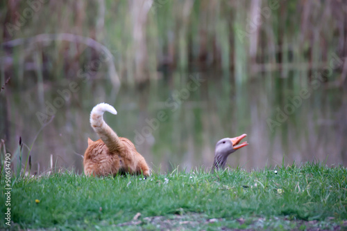 Eine Katze mit rotbraunen Fell jagt eine Familie Graugänse in den Teich.