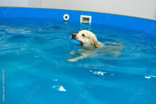 Konstfotografi golden retriever dog playing with ball in the swimming pool