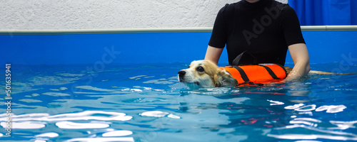 Schilderij op canvas Corgi dog in life jacket swim in the swimming pool