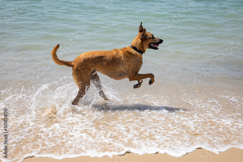 Happy brown dog splashing freely in the sea playing with the waves