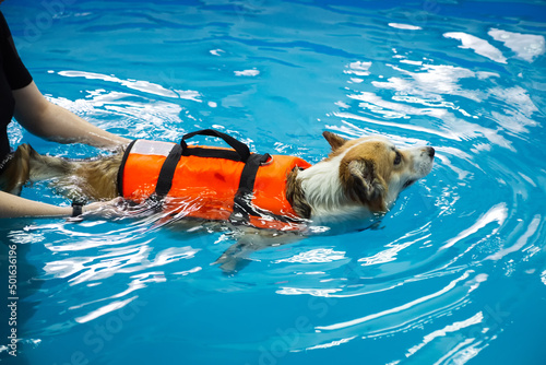 Foto Corgi dog in life jacket swim in the swimming pool