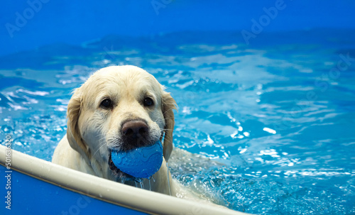 Schilderij op canvas golden retriever dog playing with ball in the swimming pool