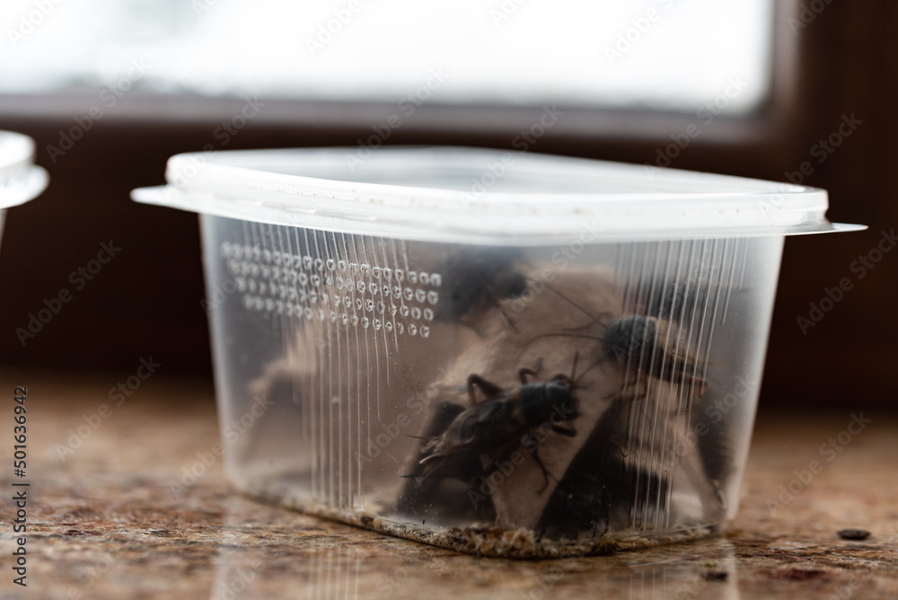Crickets, reptile feed insects in plastic containers with holes for air