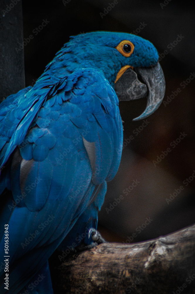 Obraz premium blue and yellow macaw