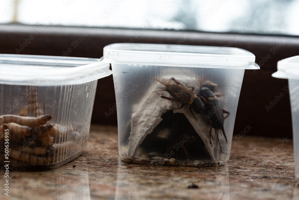 Crickets, reptile feed insects in plastic containers with holes for air. Big crickets from a pet