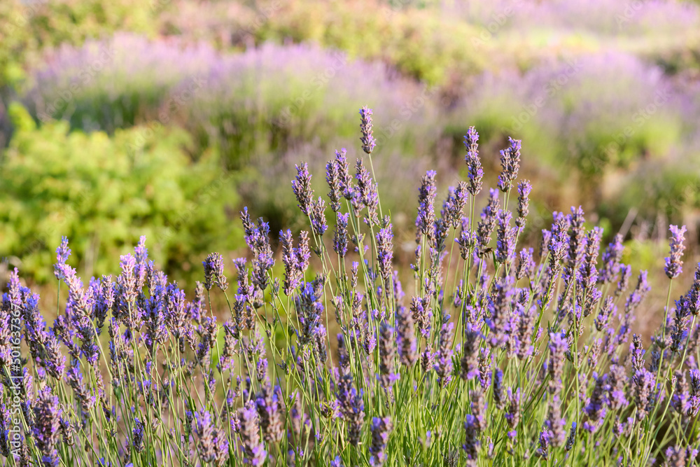 Naklejka premium Close-up on mountain lavender on Hvar island in Croatia. Lavender oil is used in aromatherapy, perfume ingredient. Light purple natural background. Selective focus, deliberately blurred image.