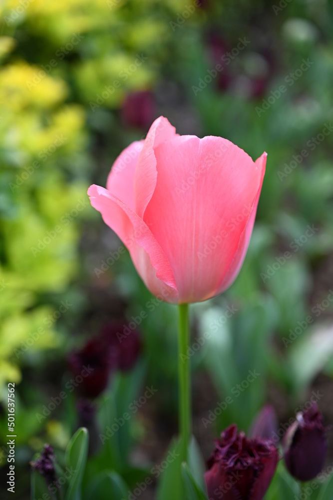 colurfuly flowers, tulips in the park colurfuly flowers, tulips in the park