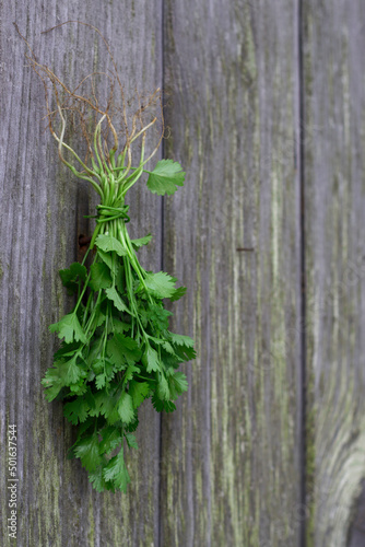 fresh cilantro herbs on wooden background