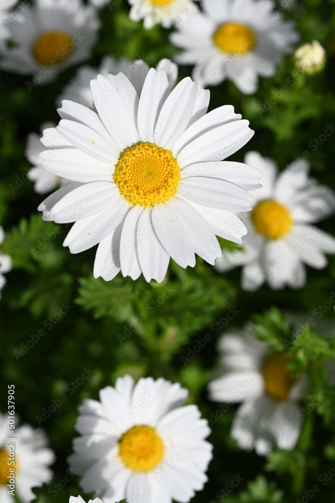 Daisy flowers