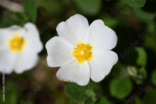 white and yellow flower