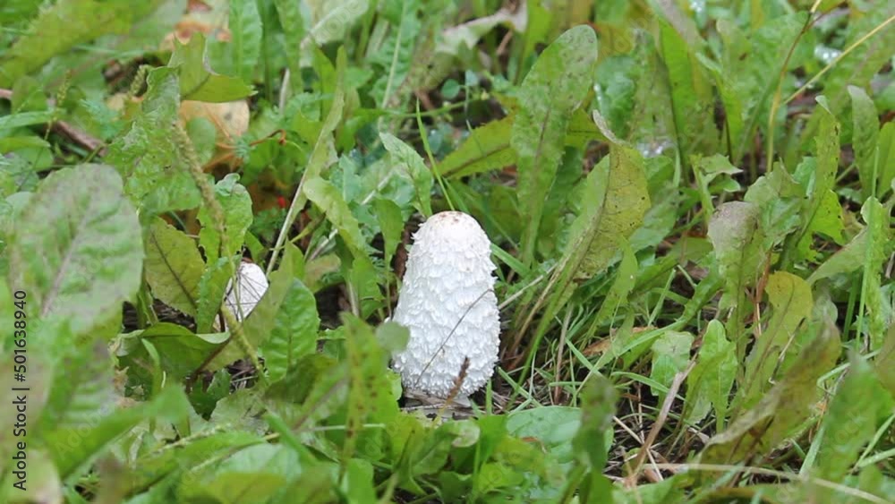 Shaggy ink cap (Coprinus comatus) mushroom in wild. September, Belarus Shaggy ink cap (Coprinus comatus) mushroom in wild. September, Belarus