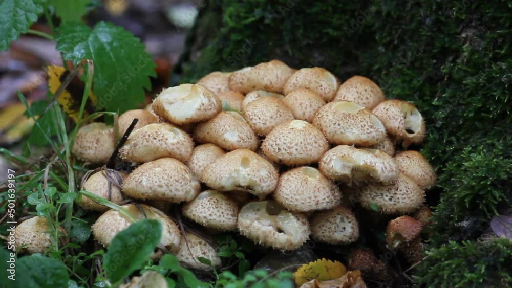 Shaggy scalycap (Pholiota squarrosa) mushrooms in wild. September, Belarus Shaggy scalycap (Pholiota squarrosa) mushrooms in wild. September, Belarus