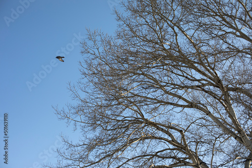 Bird flies from tree. Tree branches.