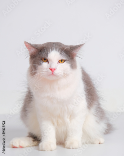 gray and white female persian fluffy cat photo shoot session studio with white background with cat expression