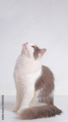 gray and white female persian fluffy cat photo shoot session studio with white background with cat expression © Mulyadi