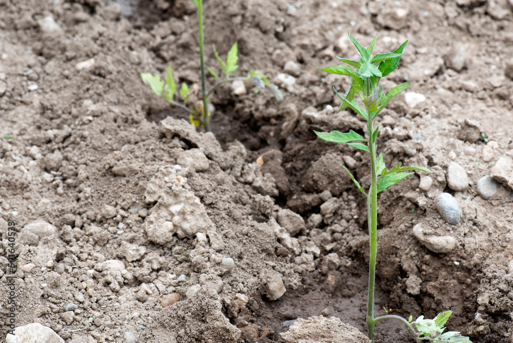 Tomateras recién plantadas en huerto, pequeñas, creciendo. Alimento sostenible y ecológico Tomateras recién plantadas en huerto, pequeñas, creciendo. Alimento sostenible y ecológico