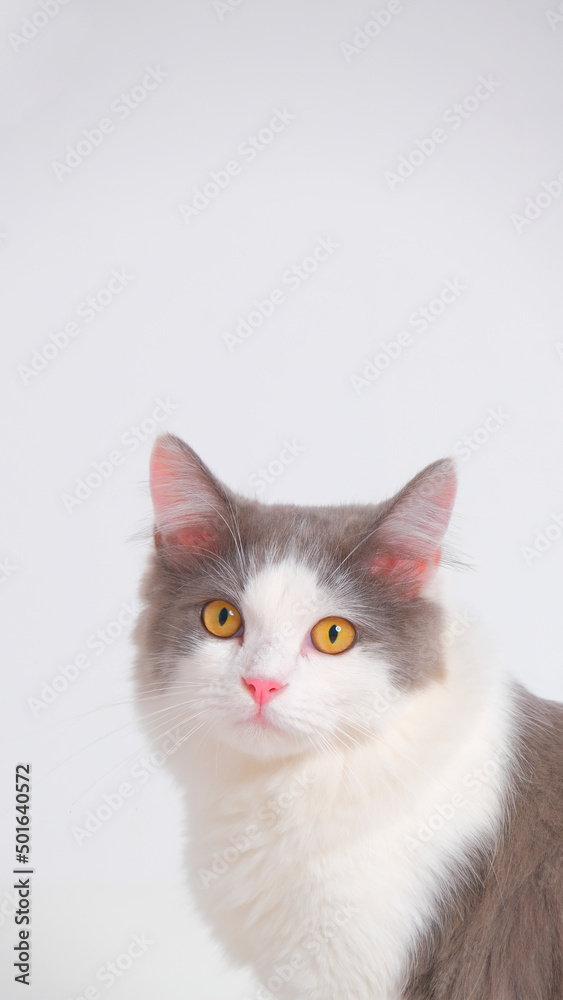 gray and white female persian fluffy cat photo shoot session studio with white background with cat expression